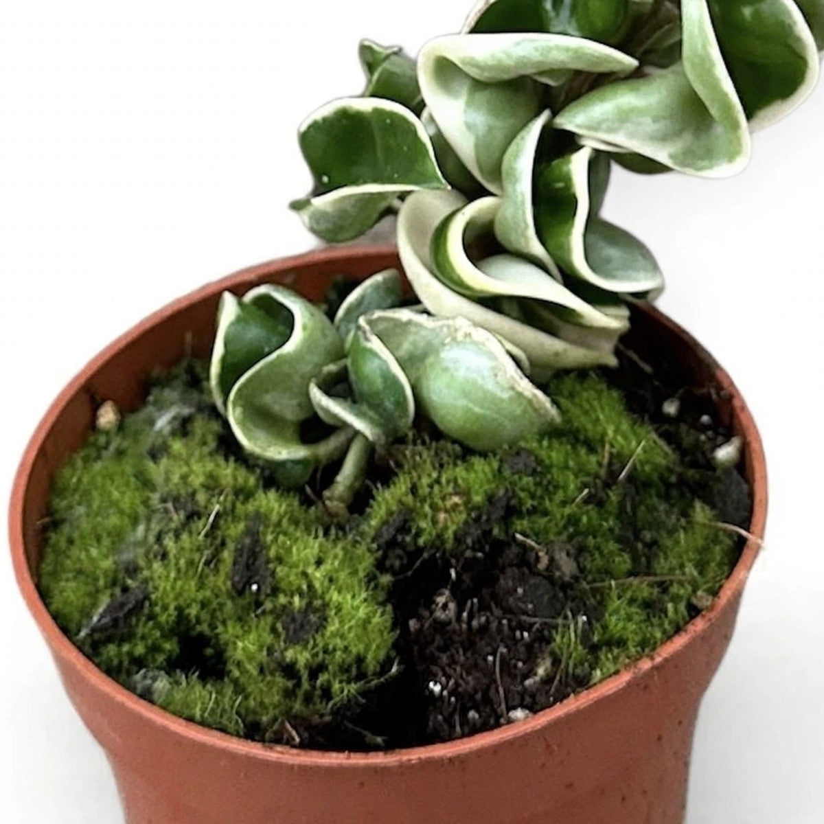 Variegated Hoya Rope Plant plant detail
