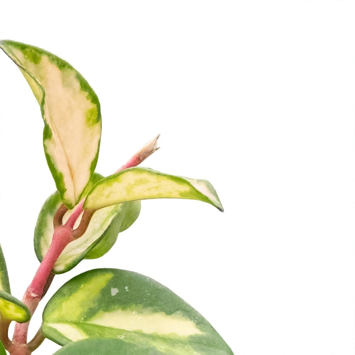 Krimson Princess Hoya plant detail
