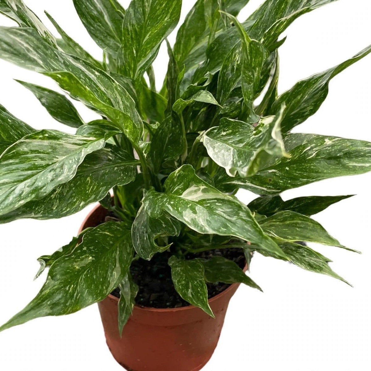 Domino Peace Lily plant detail
