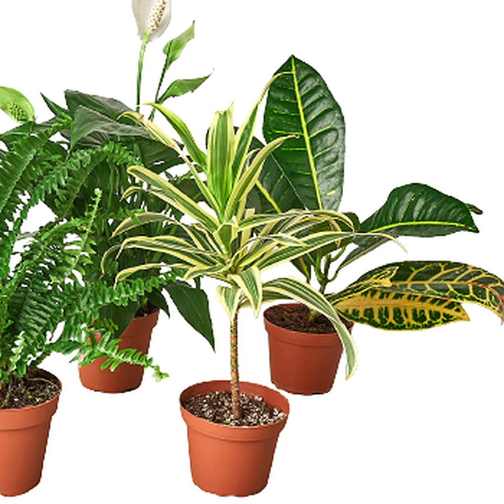 Air Purifying Bundle plant detail