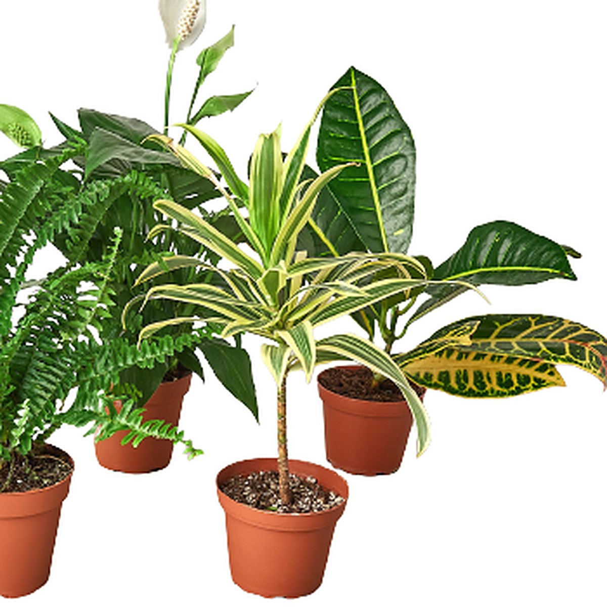 Air Purifying Bundle plant detail