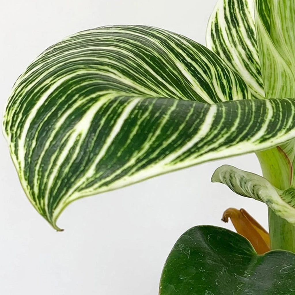 Philodendron Birkin plant detail