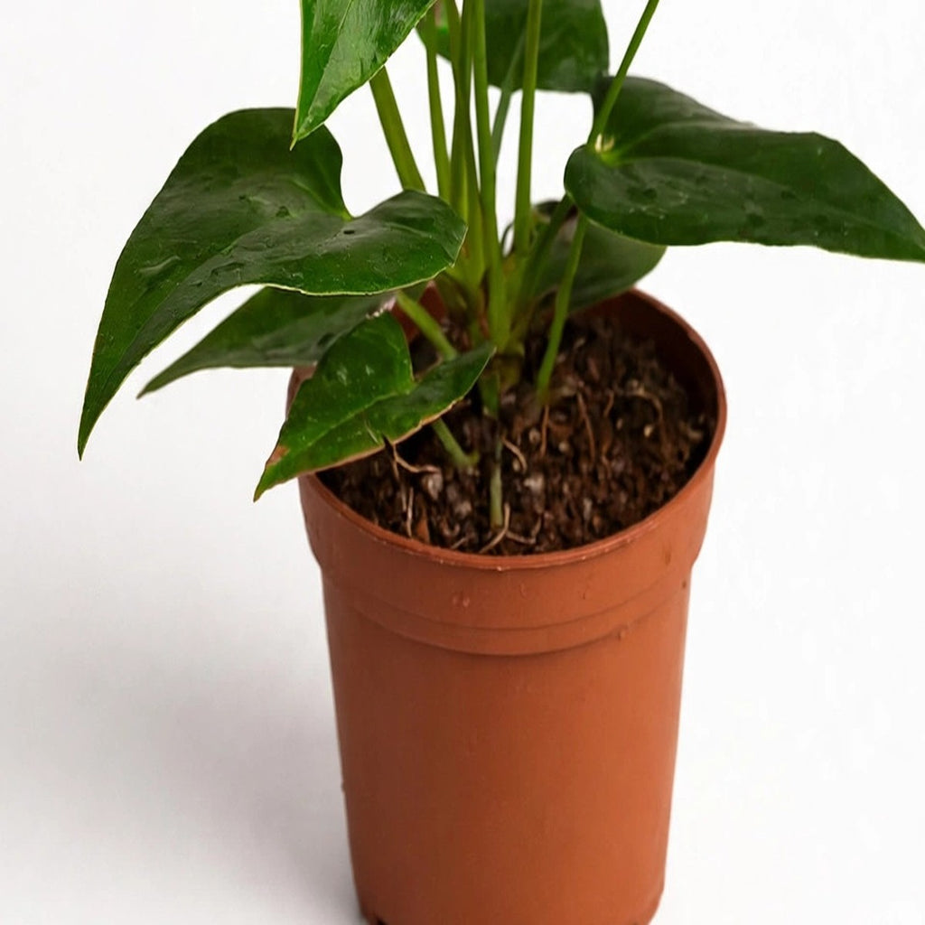 Red Anthurium plant detail