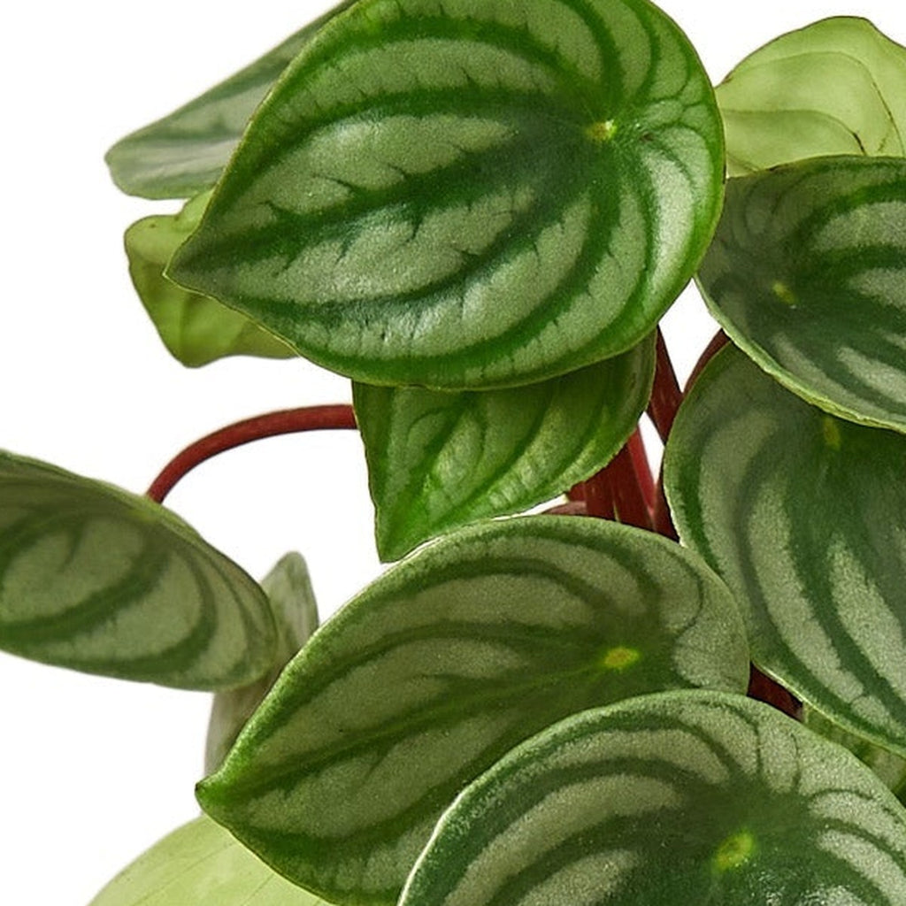 Peperomia Watermelon plant detail