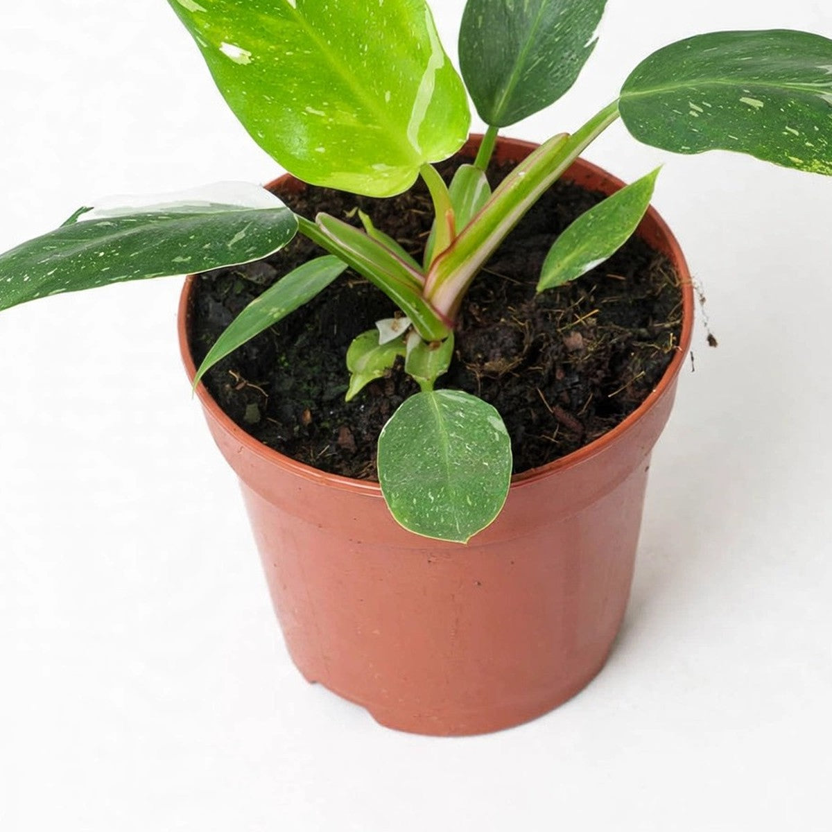 White Princess Philodendron plant detail