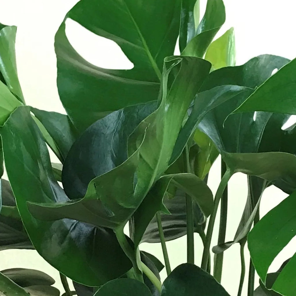 Monstera Deliciosa foliage detail