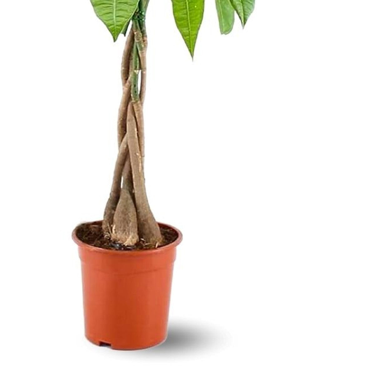 Money Tree plant detail