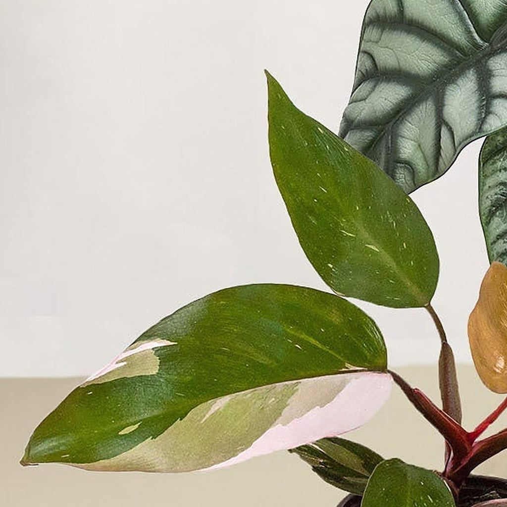 Rare Plant Bundle plant detail