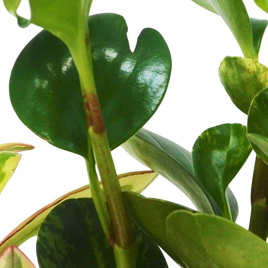 3 Peperomia Variety Pack plant detail