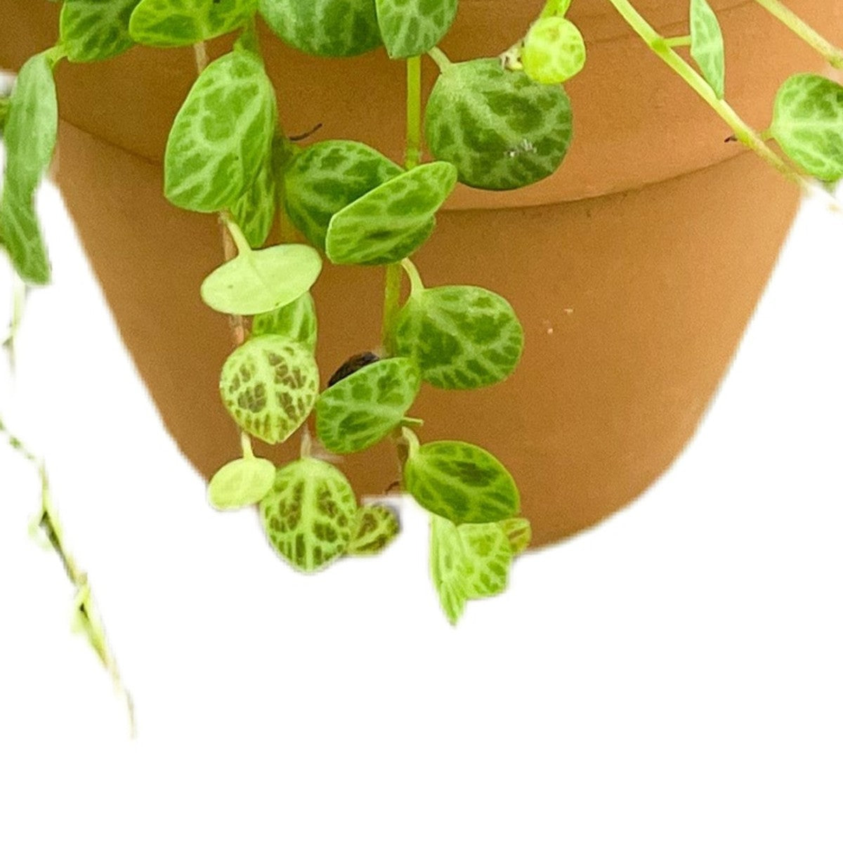 String of Turtles plant detail
