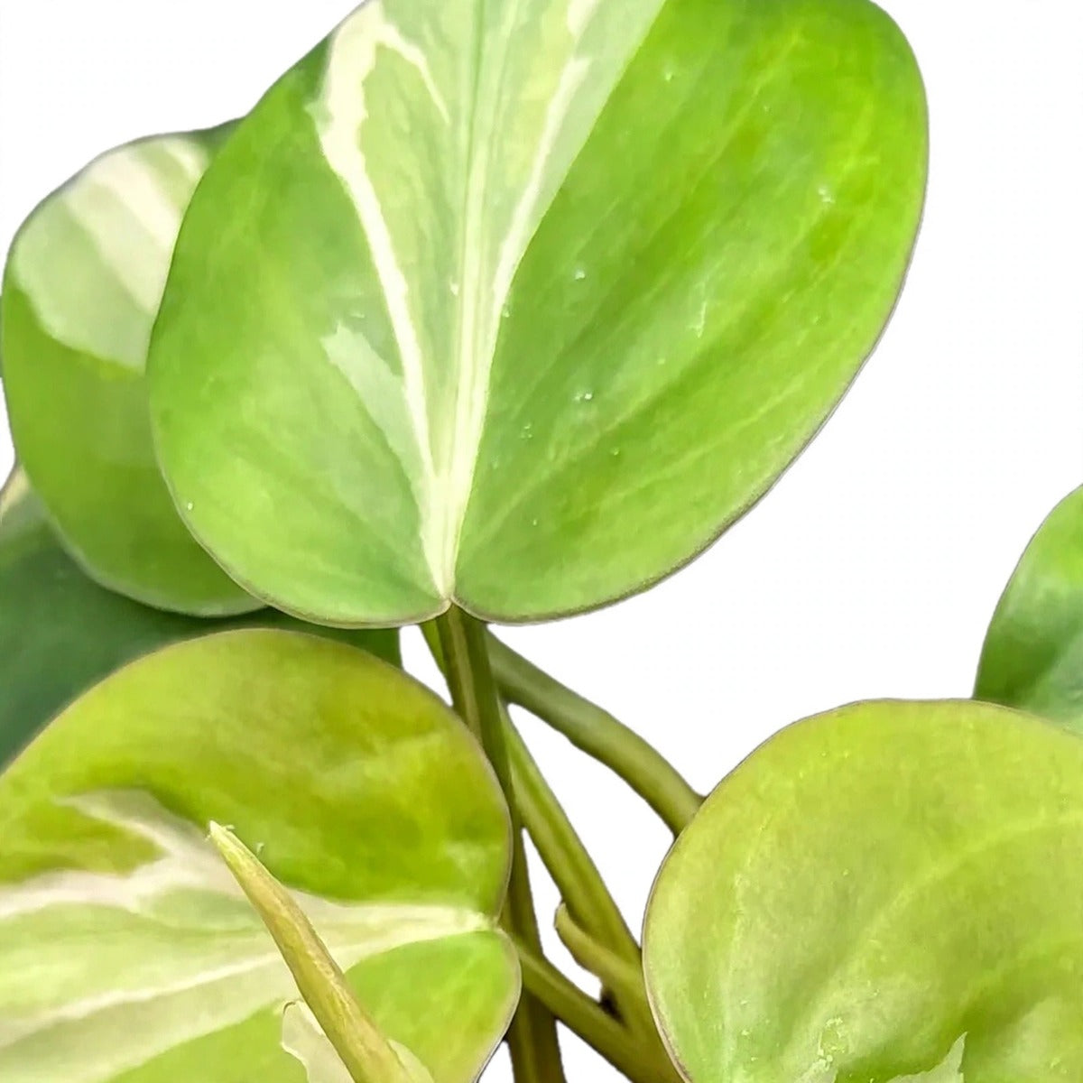 Silver Stripe Philodendron plant detail