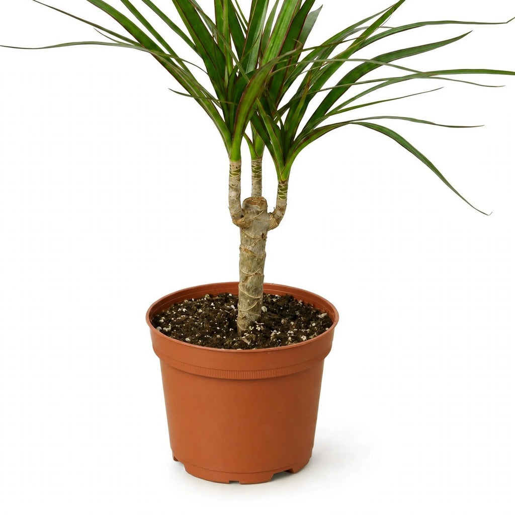 Marginata Dracaena plant detail