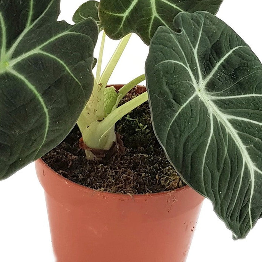 Black Velvet Alocasia plant detail