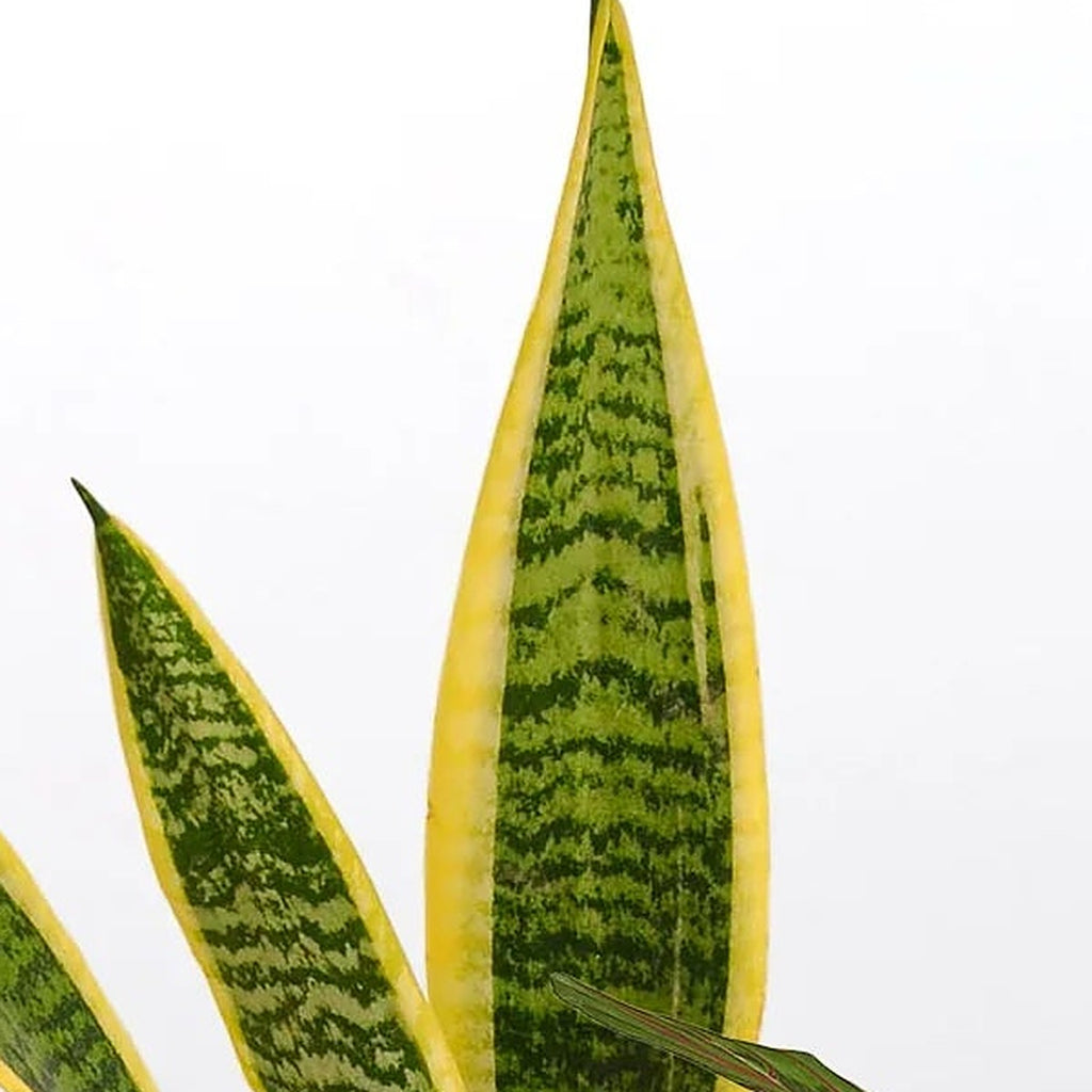 Low Light Bundle plant detail