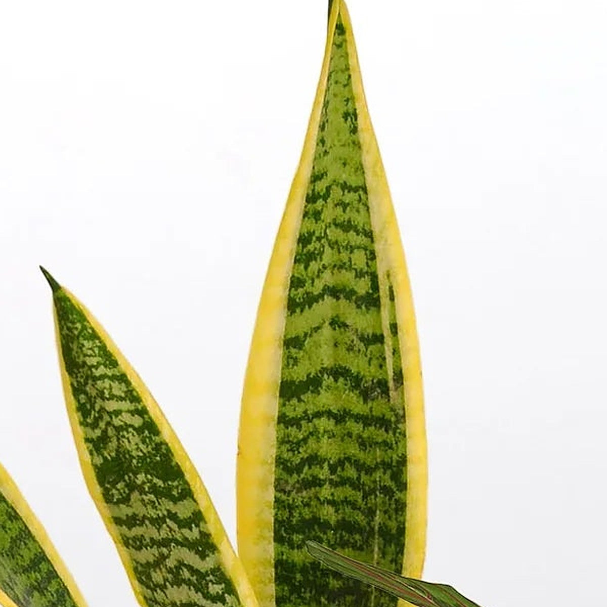 Low Light Bundle plant detail
