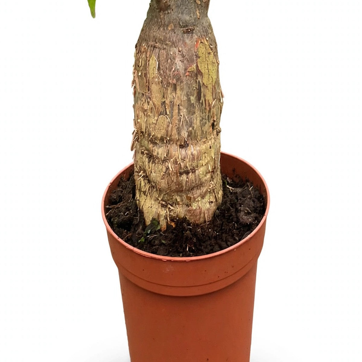 Money Tree Stump plant detail