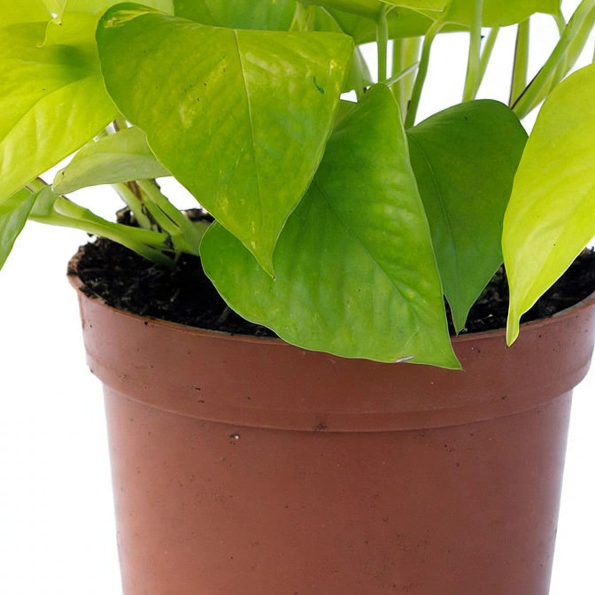 Neon Pothos plant detail