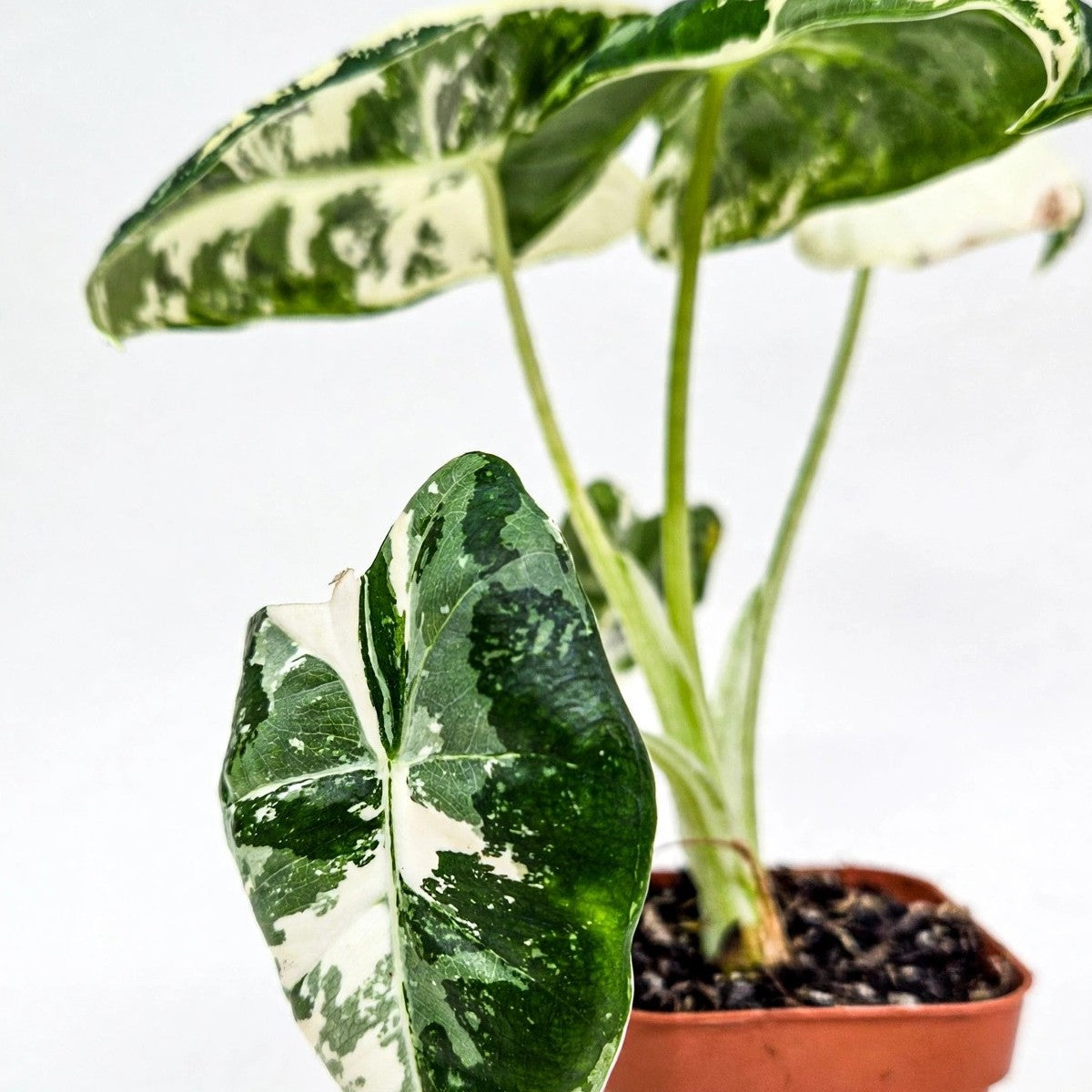 Variegated Alocasia Frydek plant detail