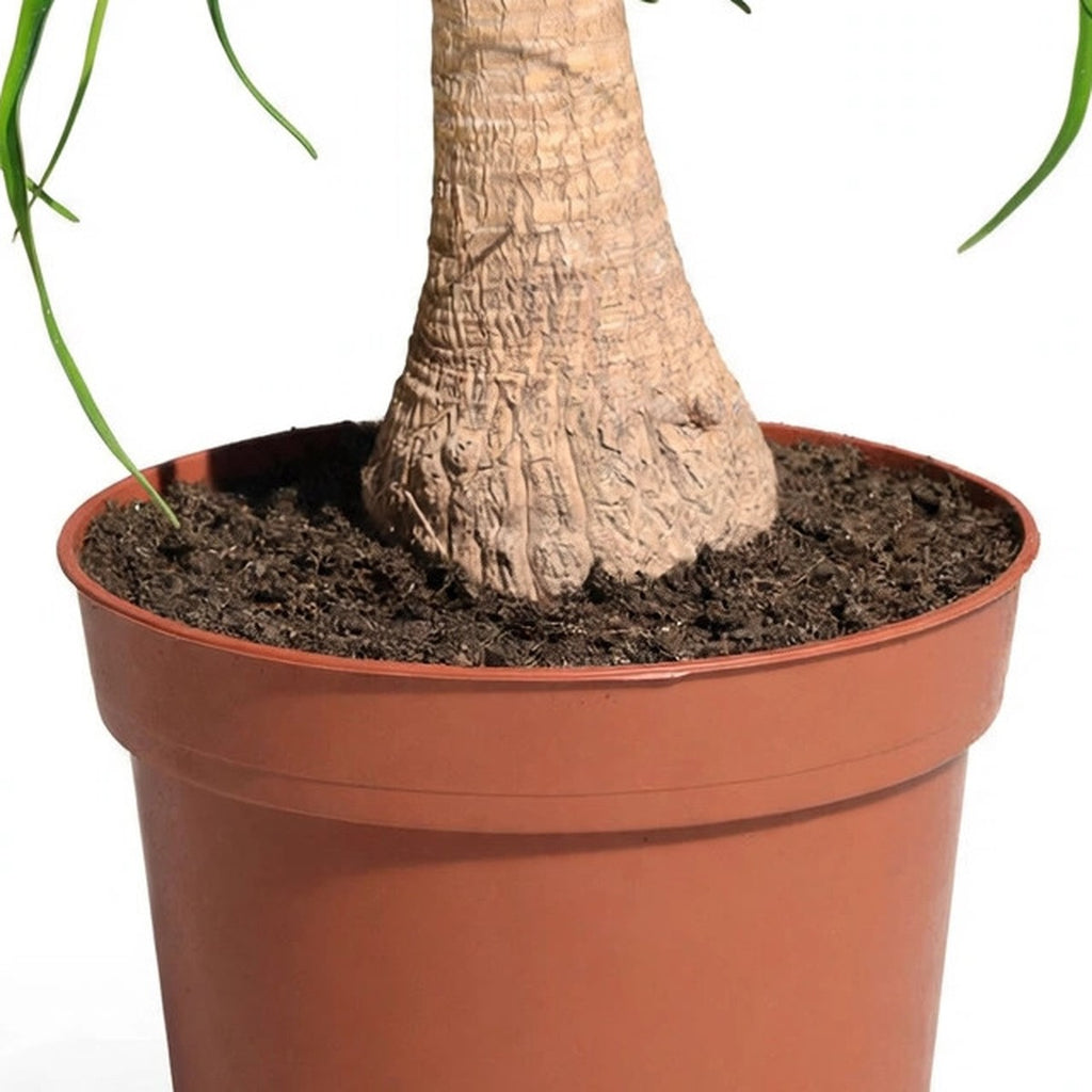 Ponytail Palm plant detail