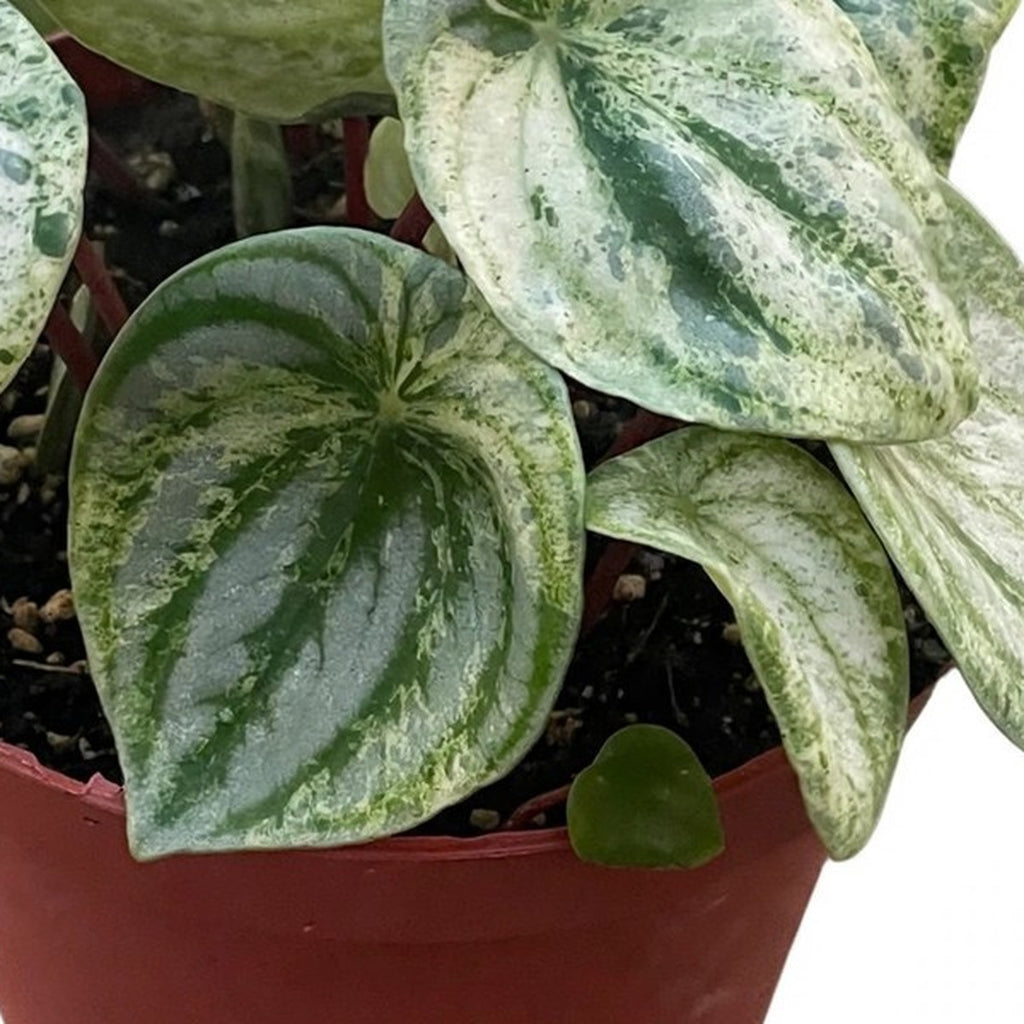 Variegated Watermelon Peperomia plant detail