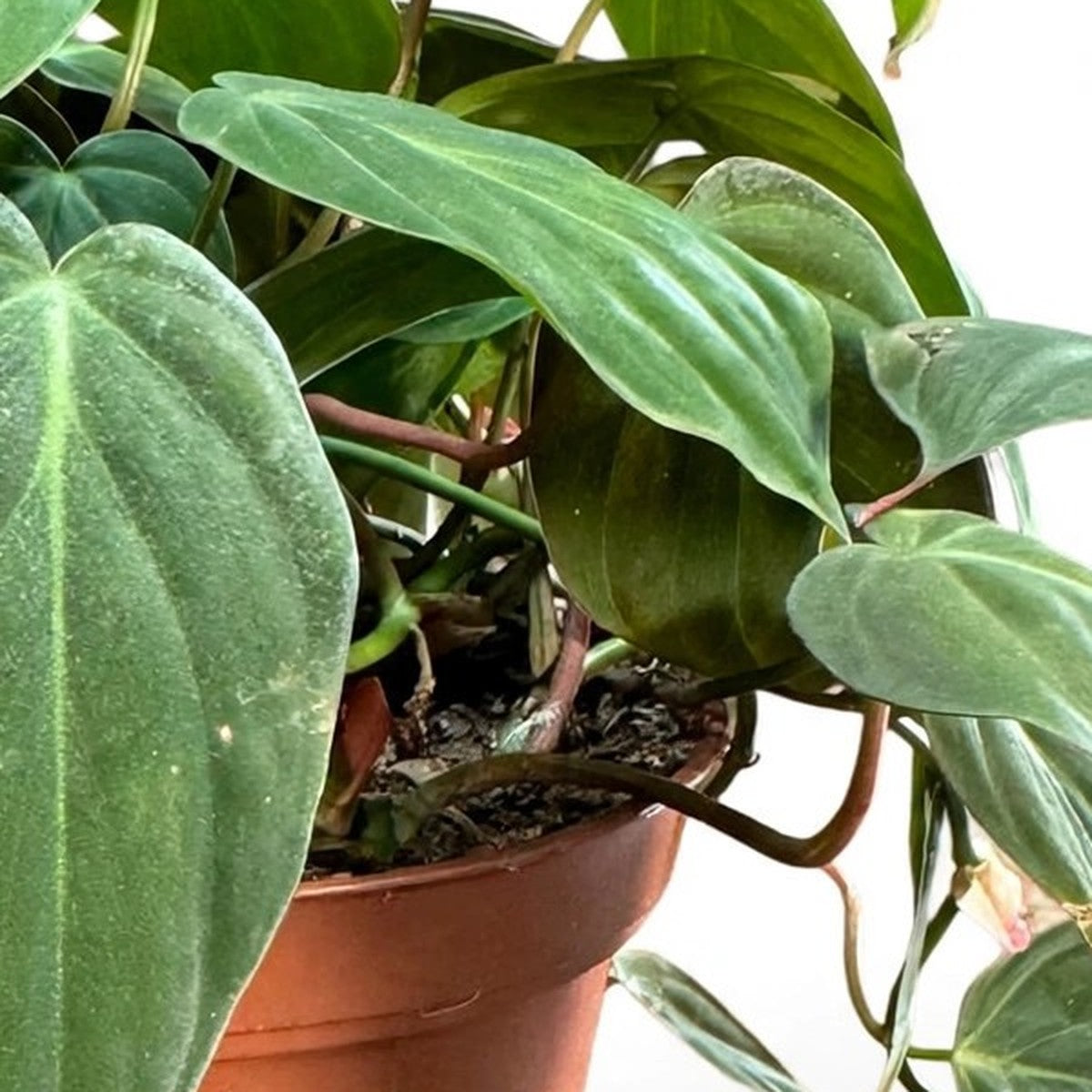 Philodendron Velvet plant detail