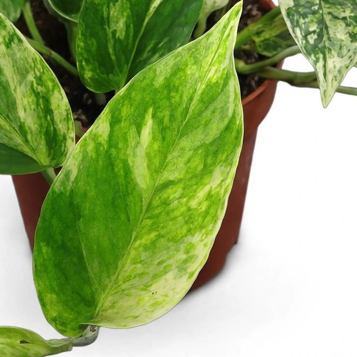 Marble Queen Pothos plant detail