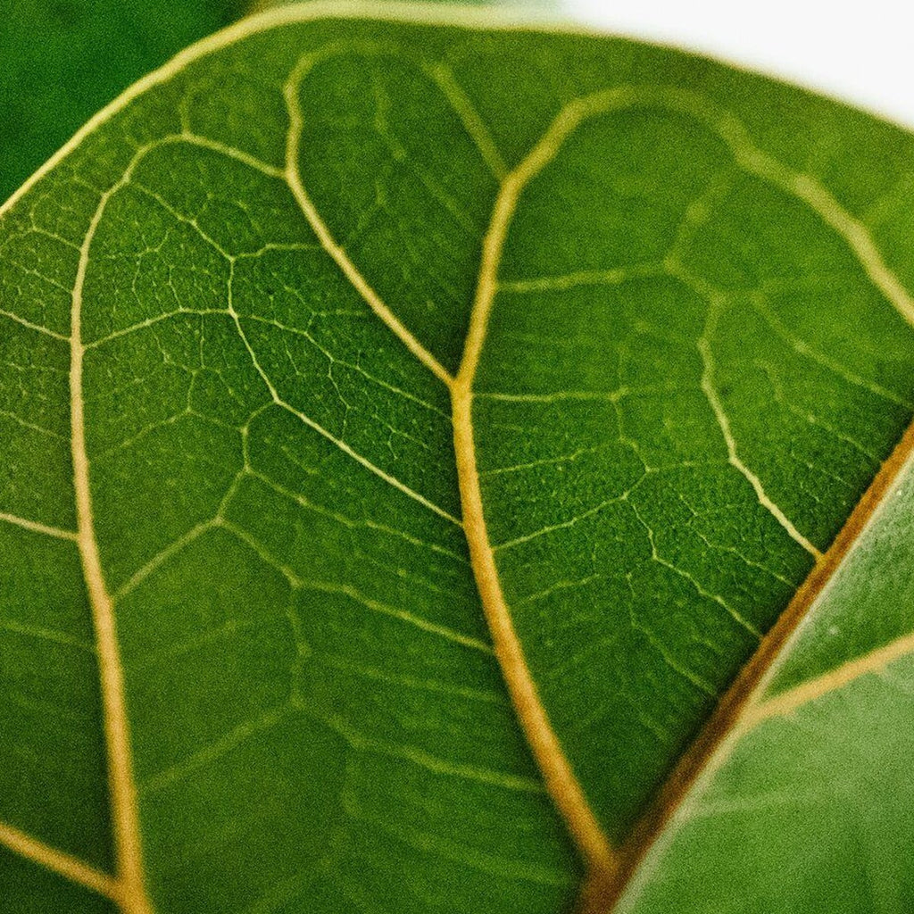 Fiddle Leaf Fig plant detail