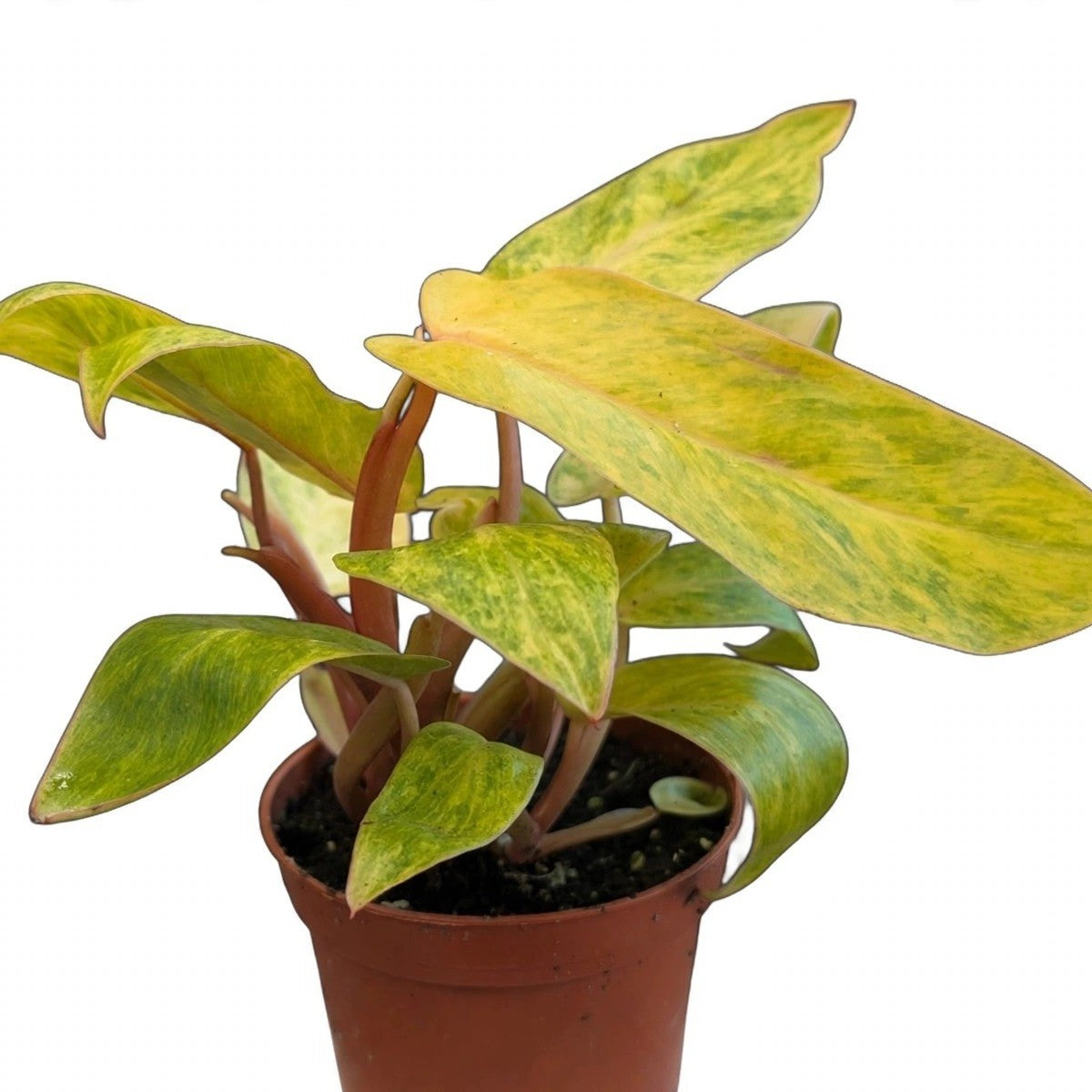 Painted Lady Philodendron plant detail