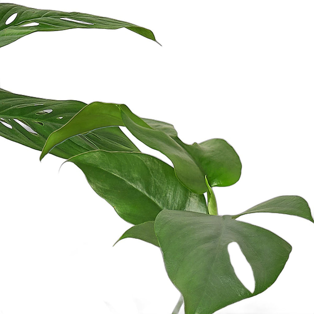 Monstera Bundle plant detail