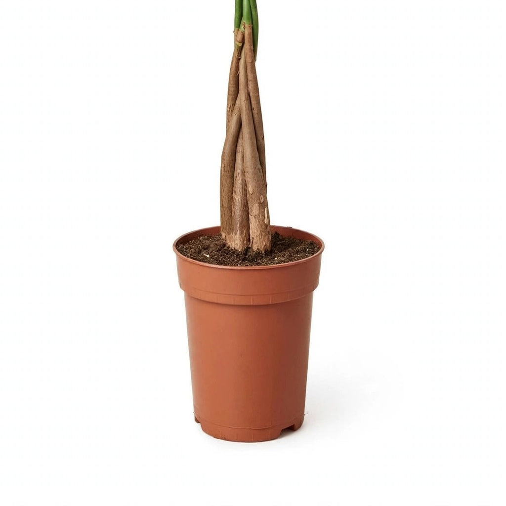 Money Tree Braid plant detail