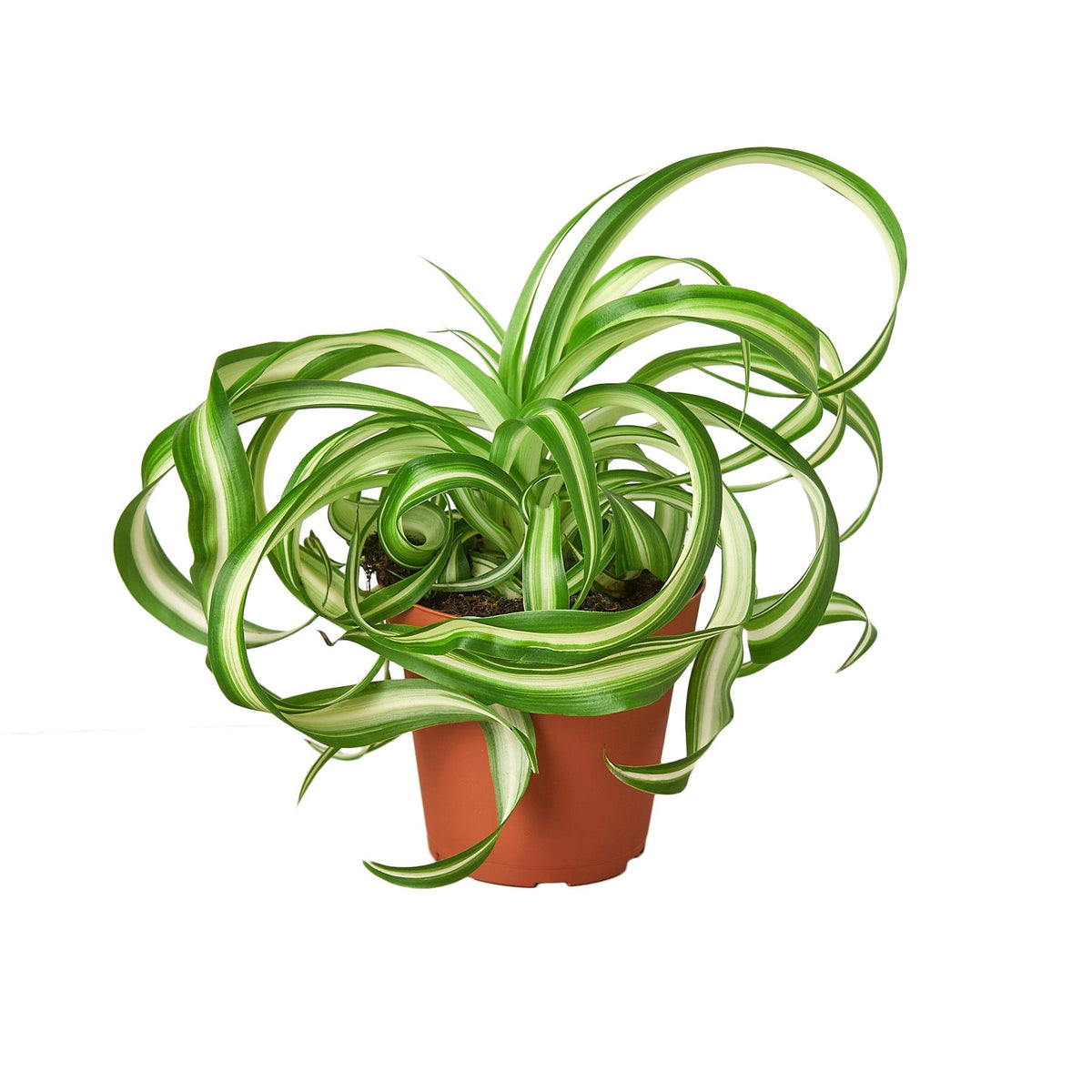 Spider Plant Bonnie in nursery pot