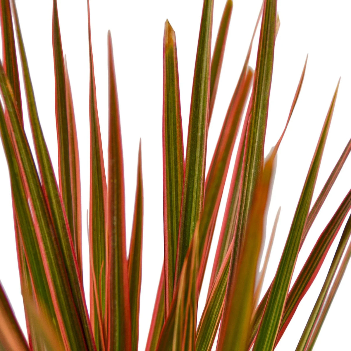 Colorama Dracaena