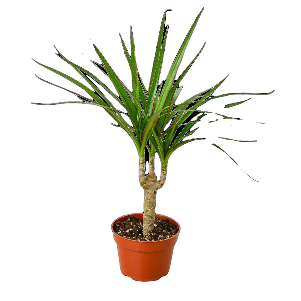 Marginata Dracaena