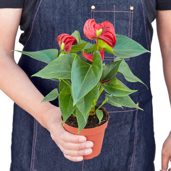 Red Anthurium