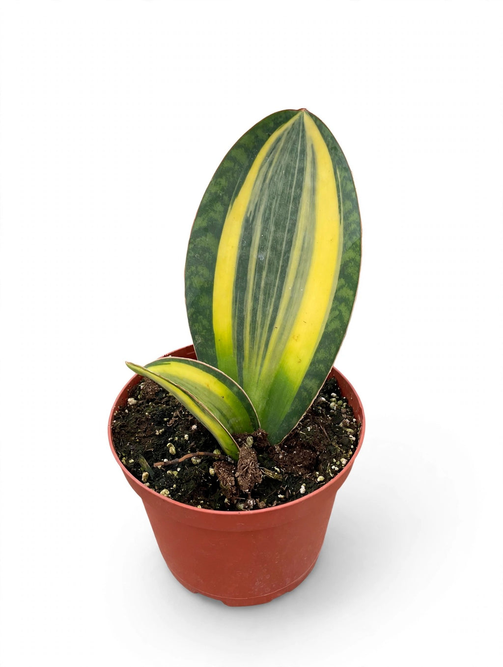 Variegated Shark Fin Snake Plant in nursery pot