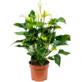 White Anthurium in nursery pot