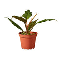 Choco Empress Philodendron in nursery pot