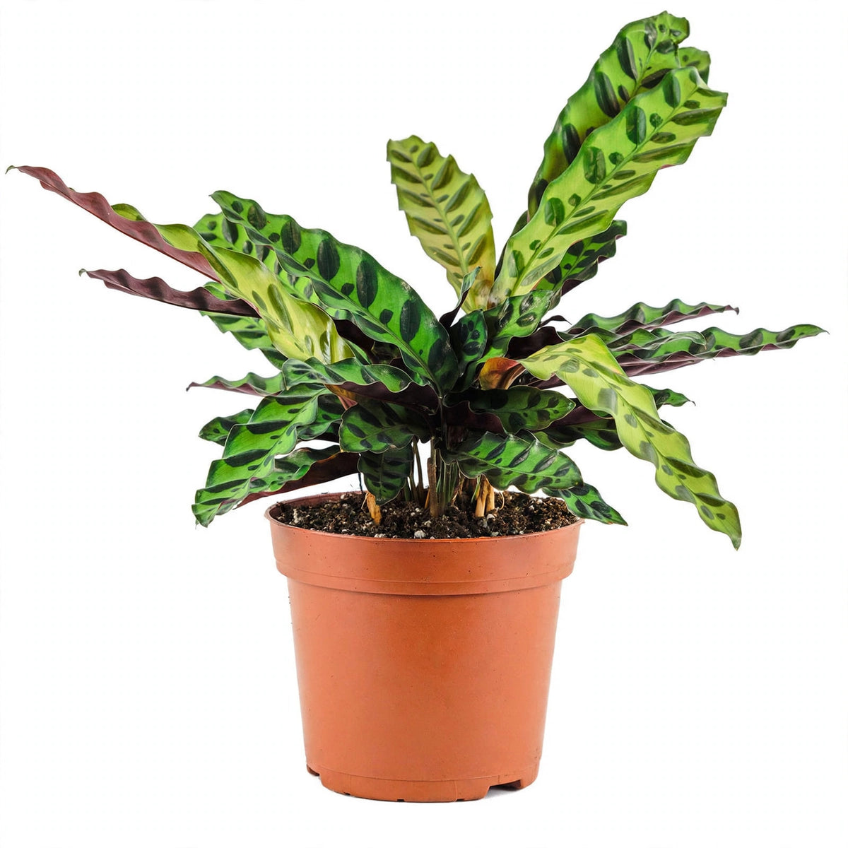 Rattlesnake Calathea in nursery pot