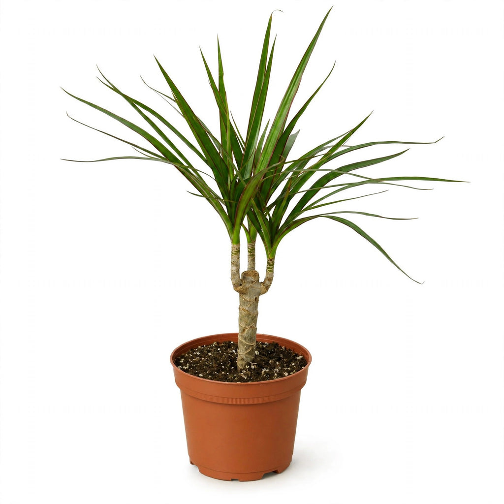 Marginata Dracaena in nursery pot