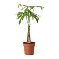 Money Tree Braid in nursery pot