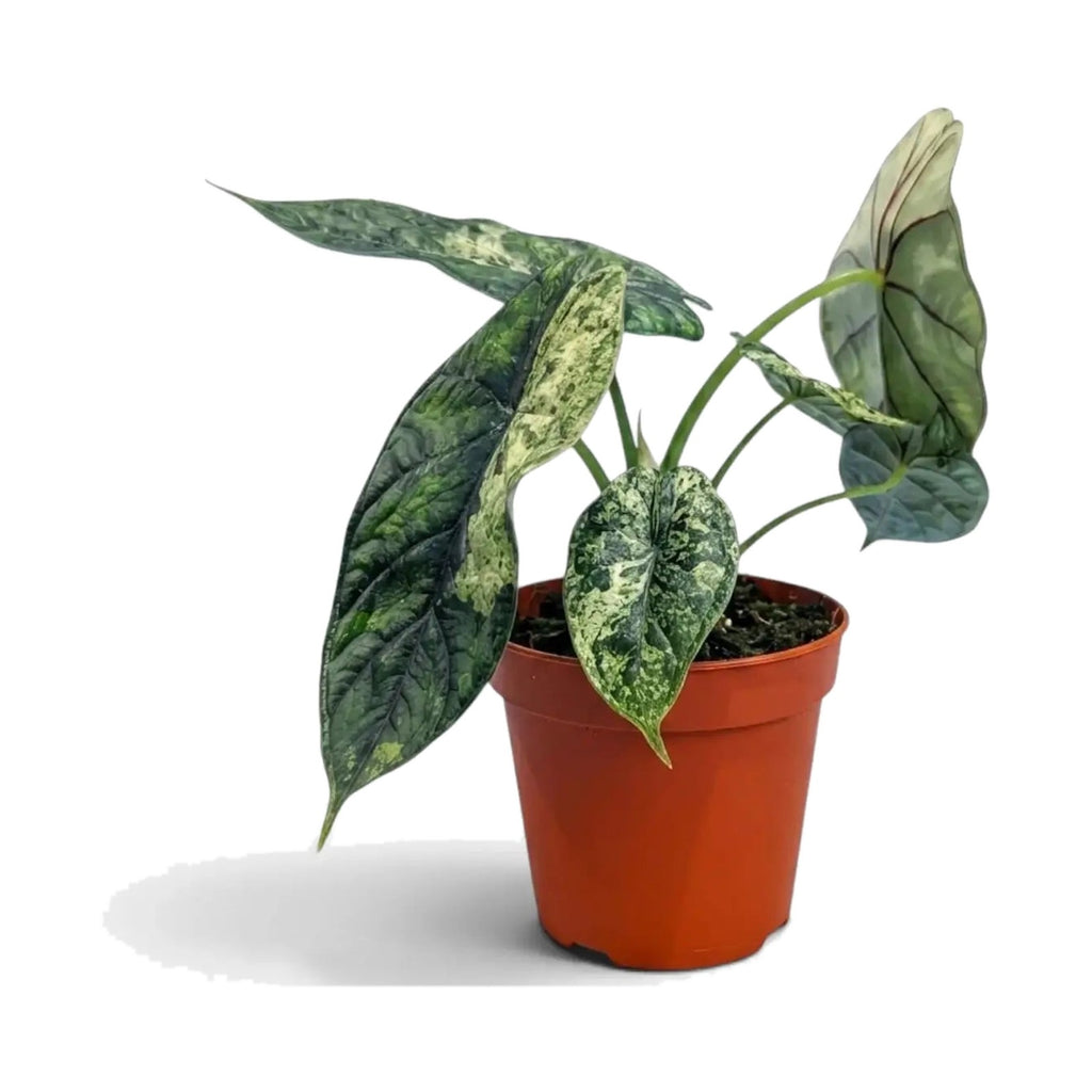 Alocasia Dragon Scale Mint in nursery pot