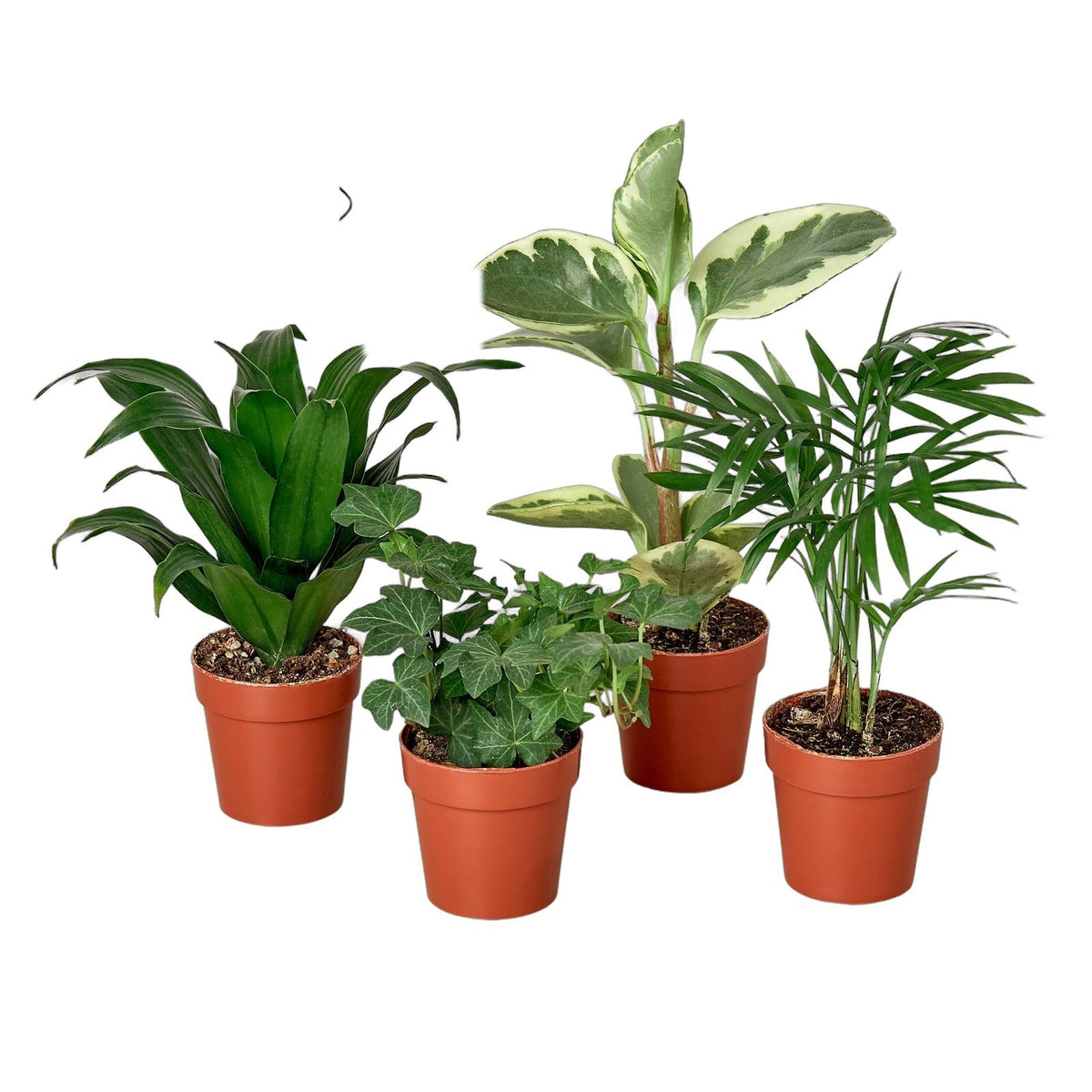 3" Tropical Bundle in nursery pot