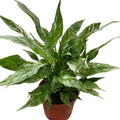 Domino Peace Lily in nursery pot