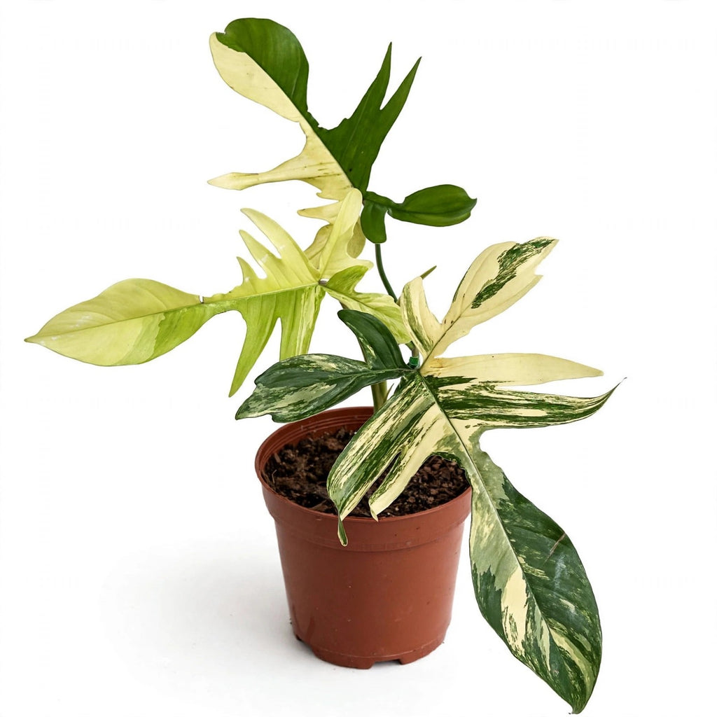 Florida Beauty Philodendron in nursery pot