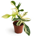 Florida Beauty Philodendron in nursery pot