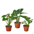 Monstera Bundle in nursery pot