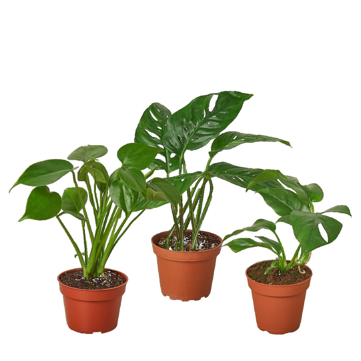 Monstera Bundle in nursery pot