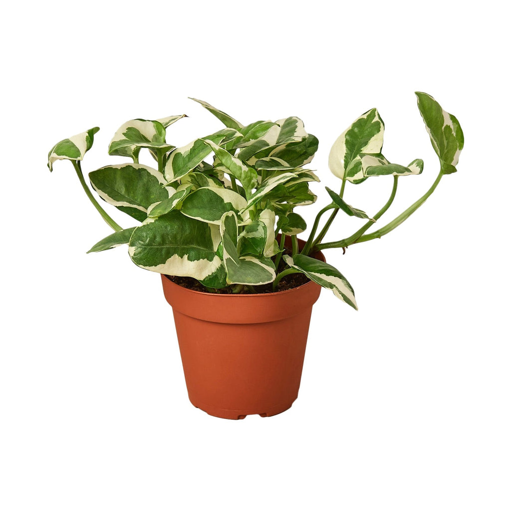 N'Joy Pothos in nursery pot