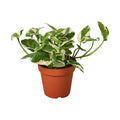 N'Joy Pothos in nursery pot