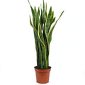 Laurentii Snake Plant in nursery pot